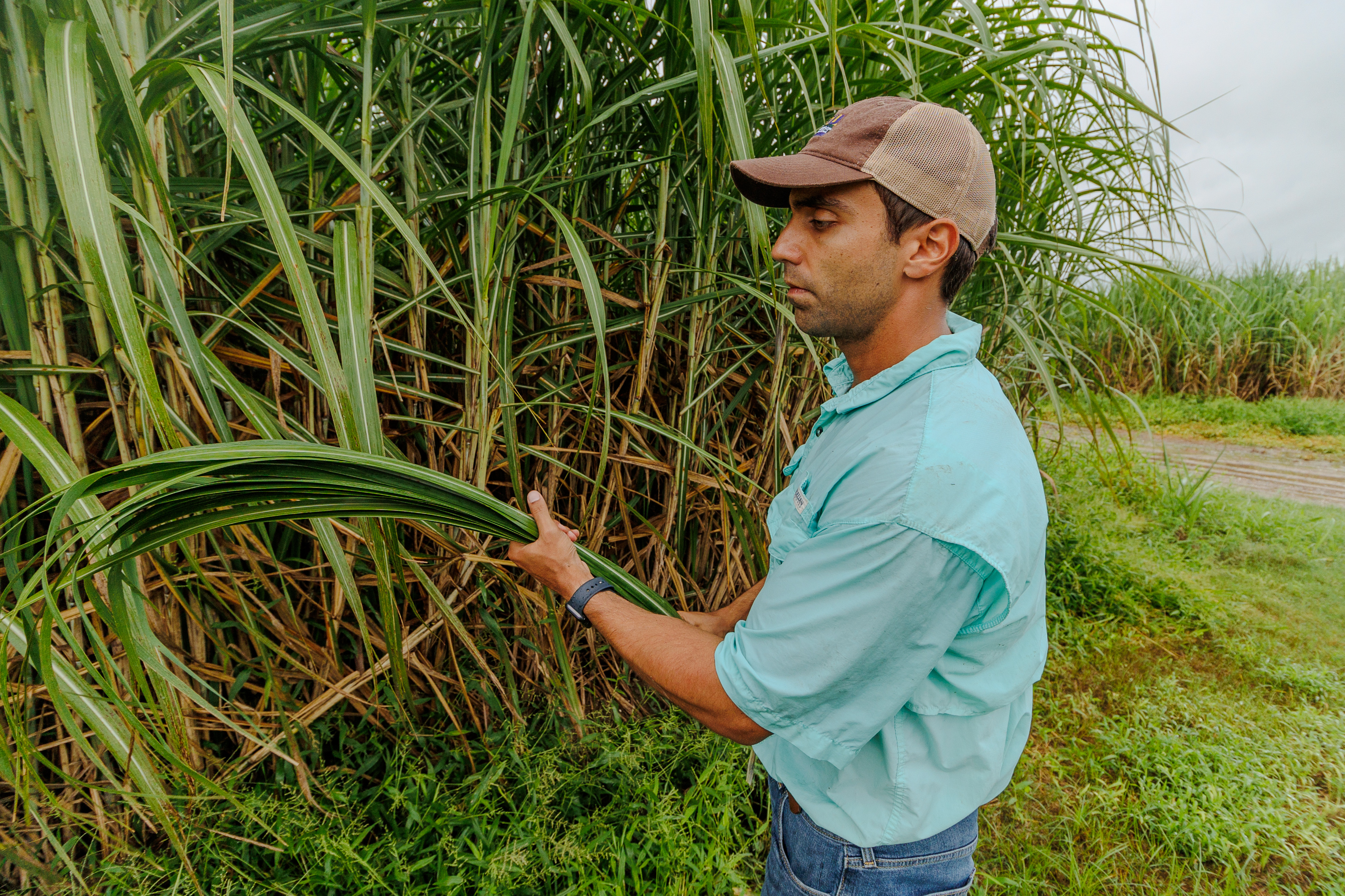 Full circle: AgCenter sugarcane expert’s travels lead him back to the crop that started it all 